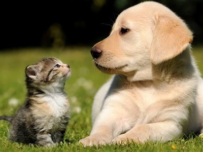 precuaciones mascota